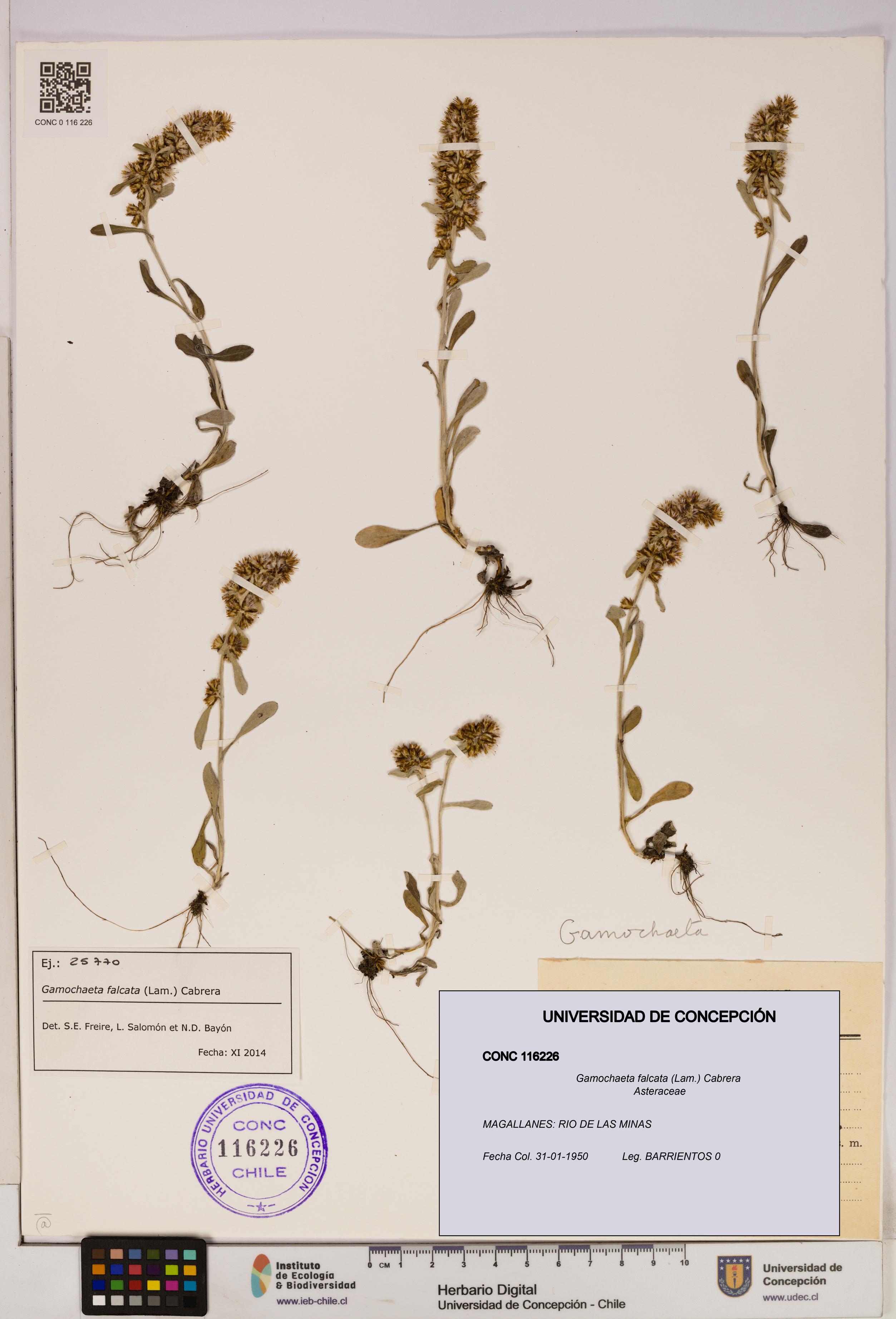Gamochaeta falcata [Espécimen: UDEC:CONC:0116226]