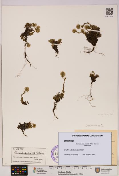 Gamochaeta depilata [Espécimen: UDEC:CONC:0116228]