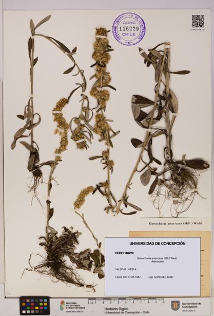 Gamochaeta americana [Espécimen: UDEC:CONC:0116229]