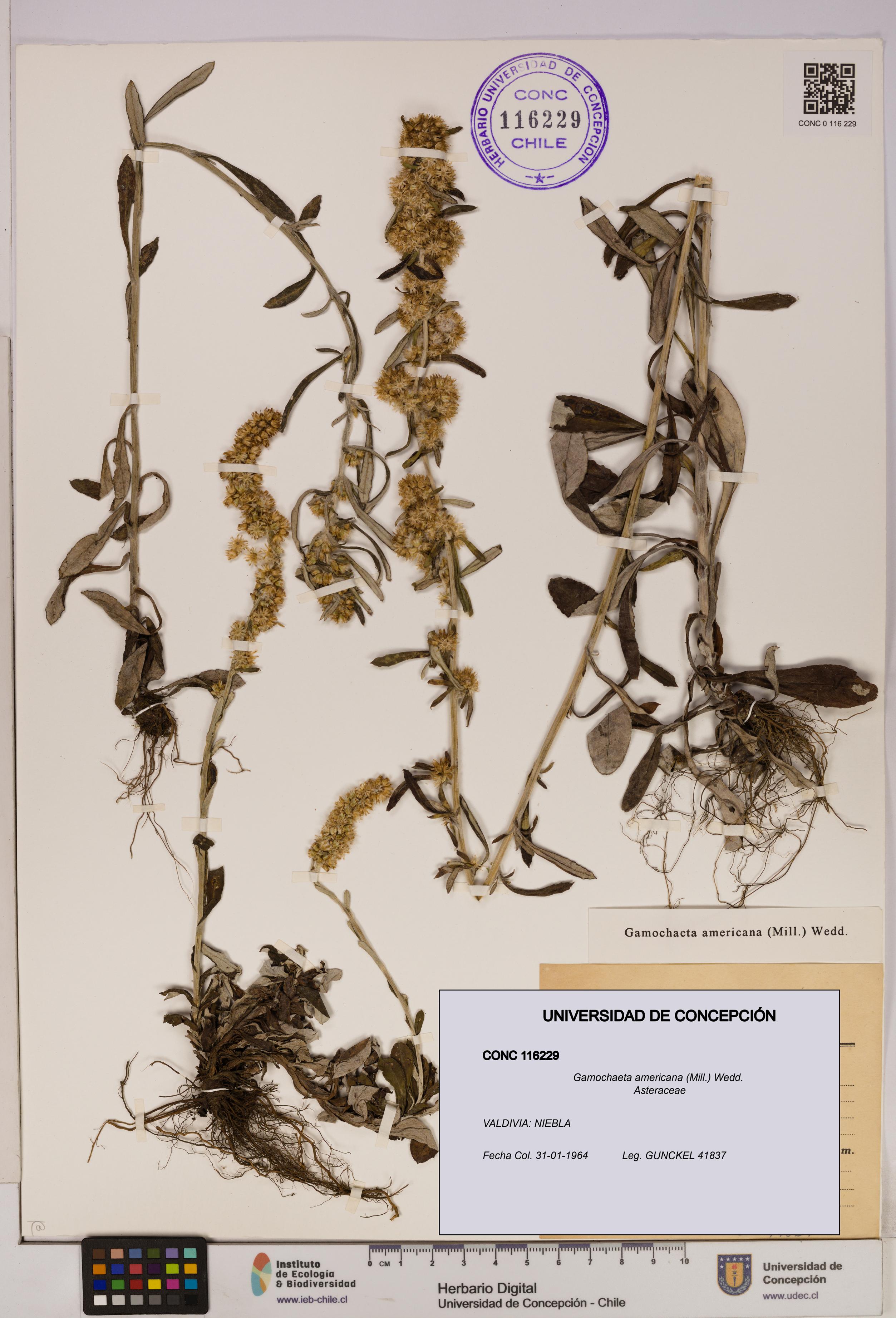 Gamochaeta americana [Espécimen: UDEC:CONC:0116229]