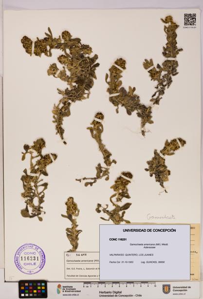 Gamochaeta americana [Espécimen: UDEC:CONC:0116231]