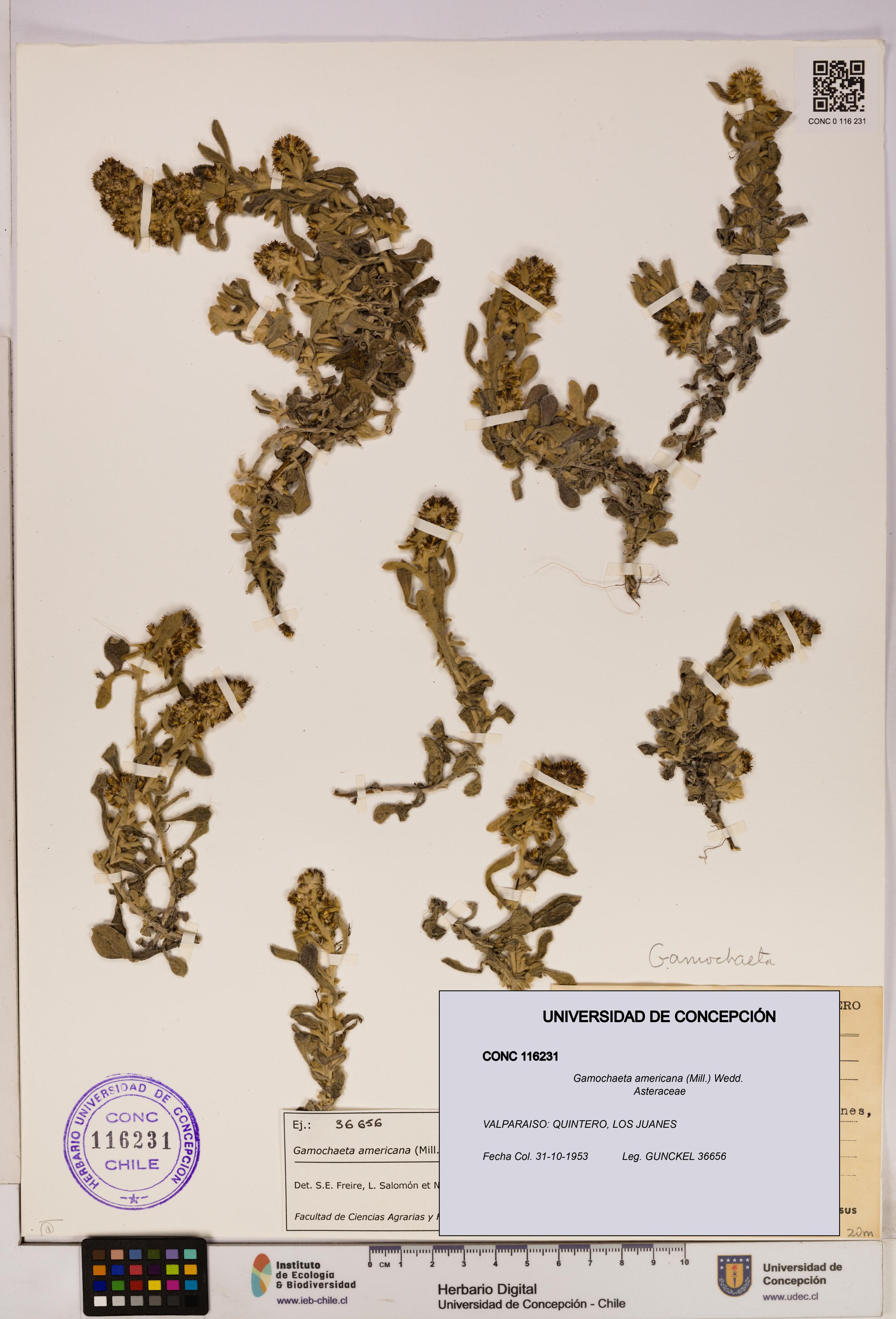 Gamochaeta americana [Espécimen: UDEC:CONC:0116231]