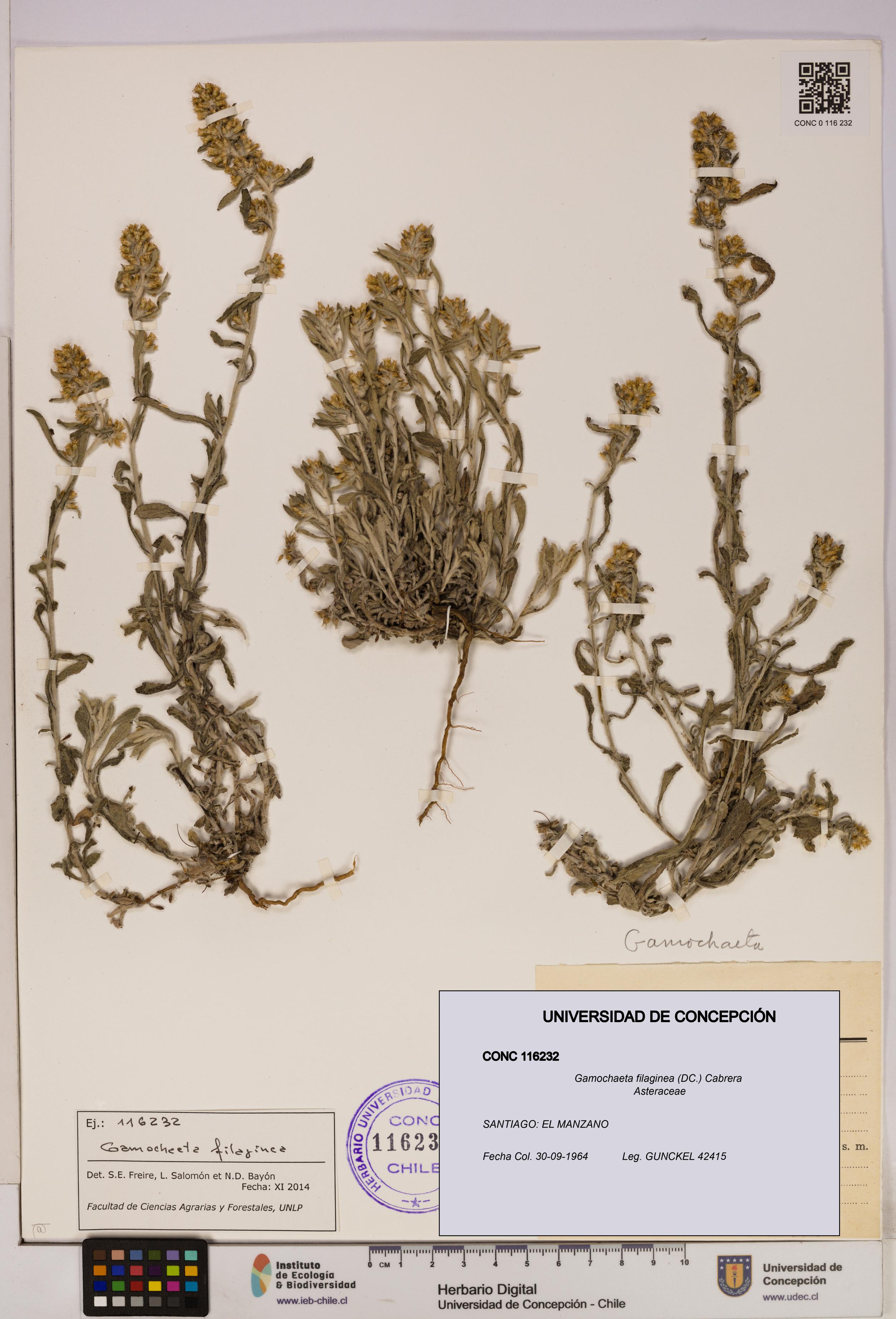 Gamochaeta filaginea [Espécimen: UDEC:CONC:0116232]