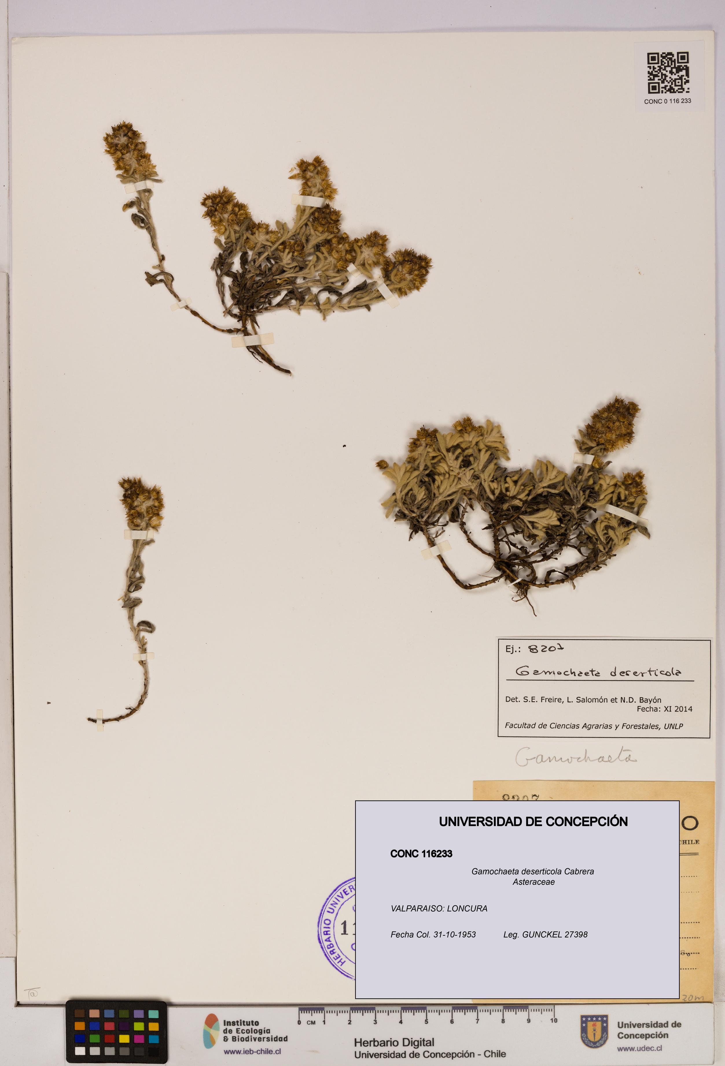 Gamochaeta deserticola [Espécimen: UDEC:CONC:0116233]