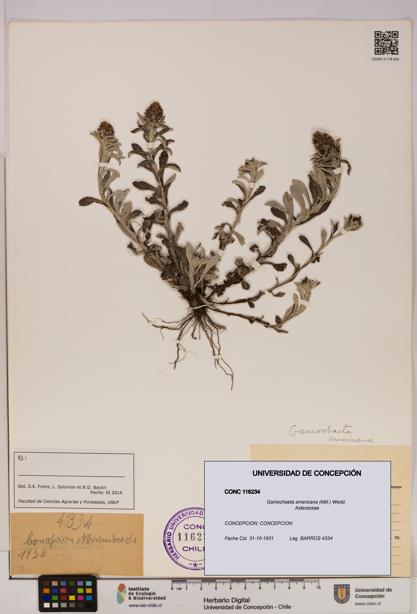 Gamochaeta americana [Espécimen: UDEC:CONC:0116234]