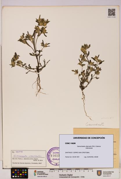 Gamochaeta villarroelii [Espécimen: UDEC:CONC:0116235]