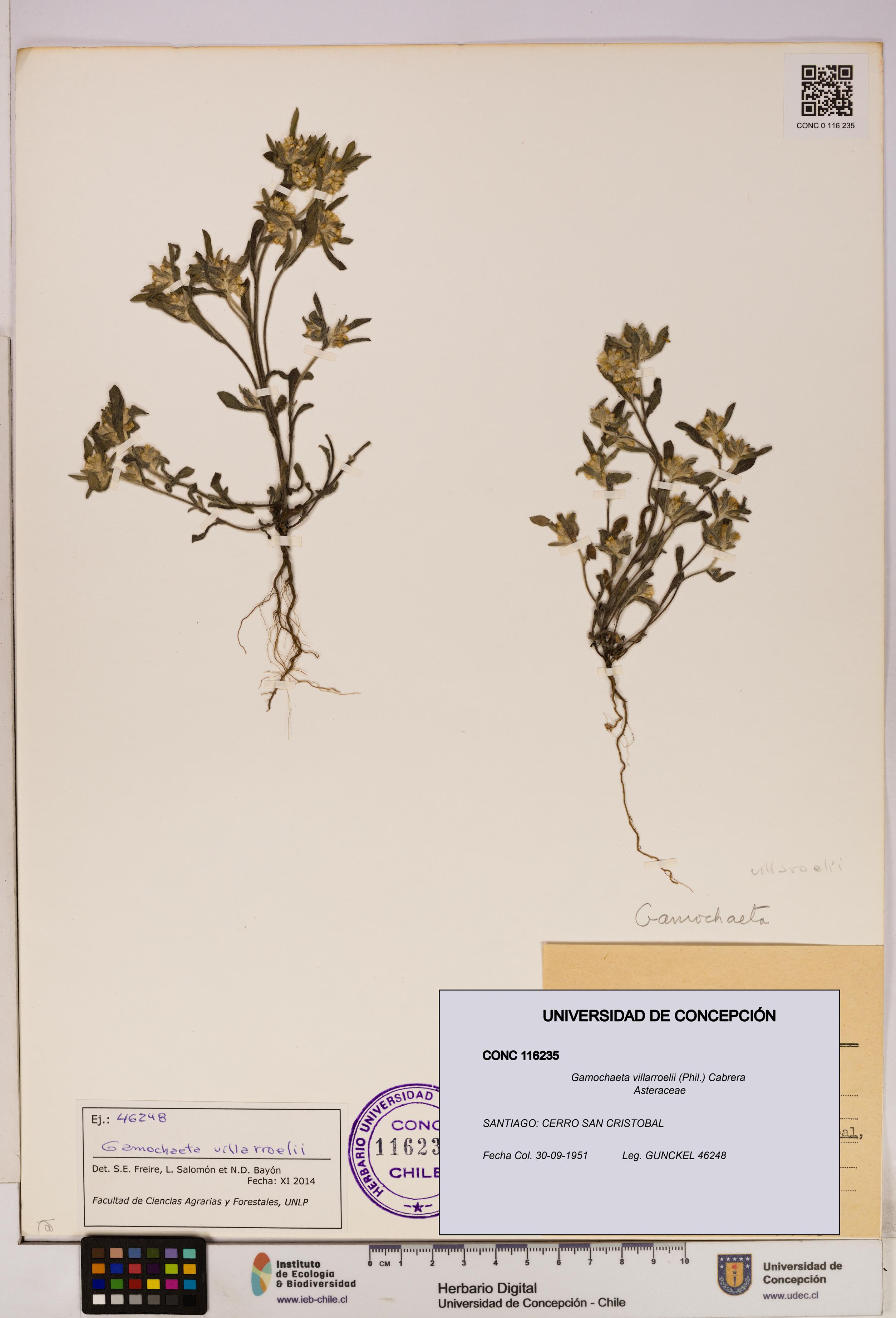 Gamochaeta villarroelii [Espécimen: UDEC:CONC:0116235]