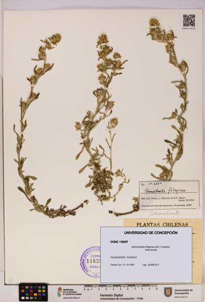 Gamochaeta filaginea [Espécimen: UDEC:CONC:0116237]