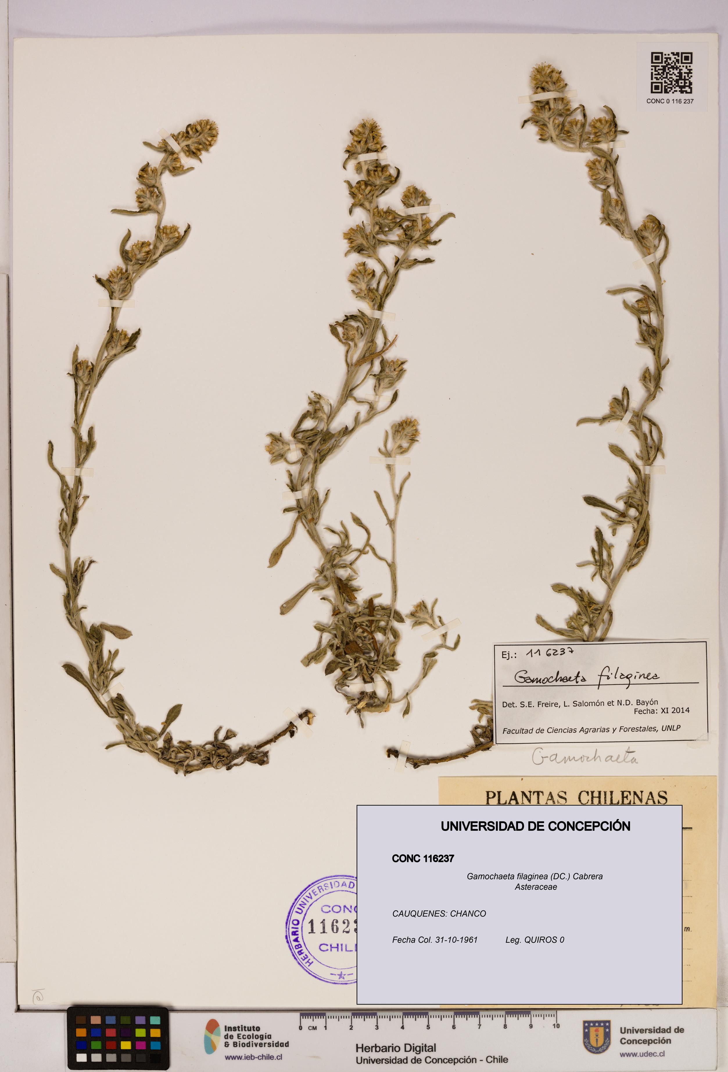 Gamochaeta filaginea [Espécimen: UDEC:CONC:0116237]
