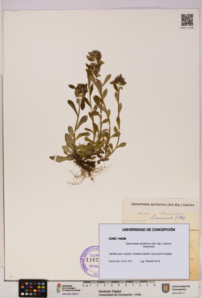 Gamochaeta spiciformis [Espécimen: UDEC:CONC:0116239]