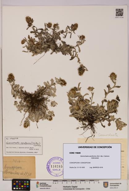 Gamochaeta spiciformis [Espécimen: UDEC:CONC:0116245]