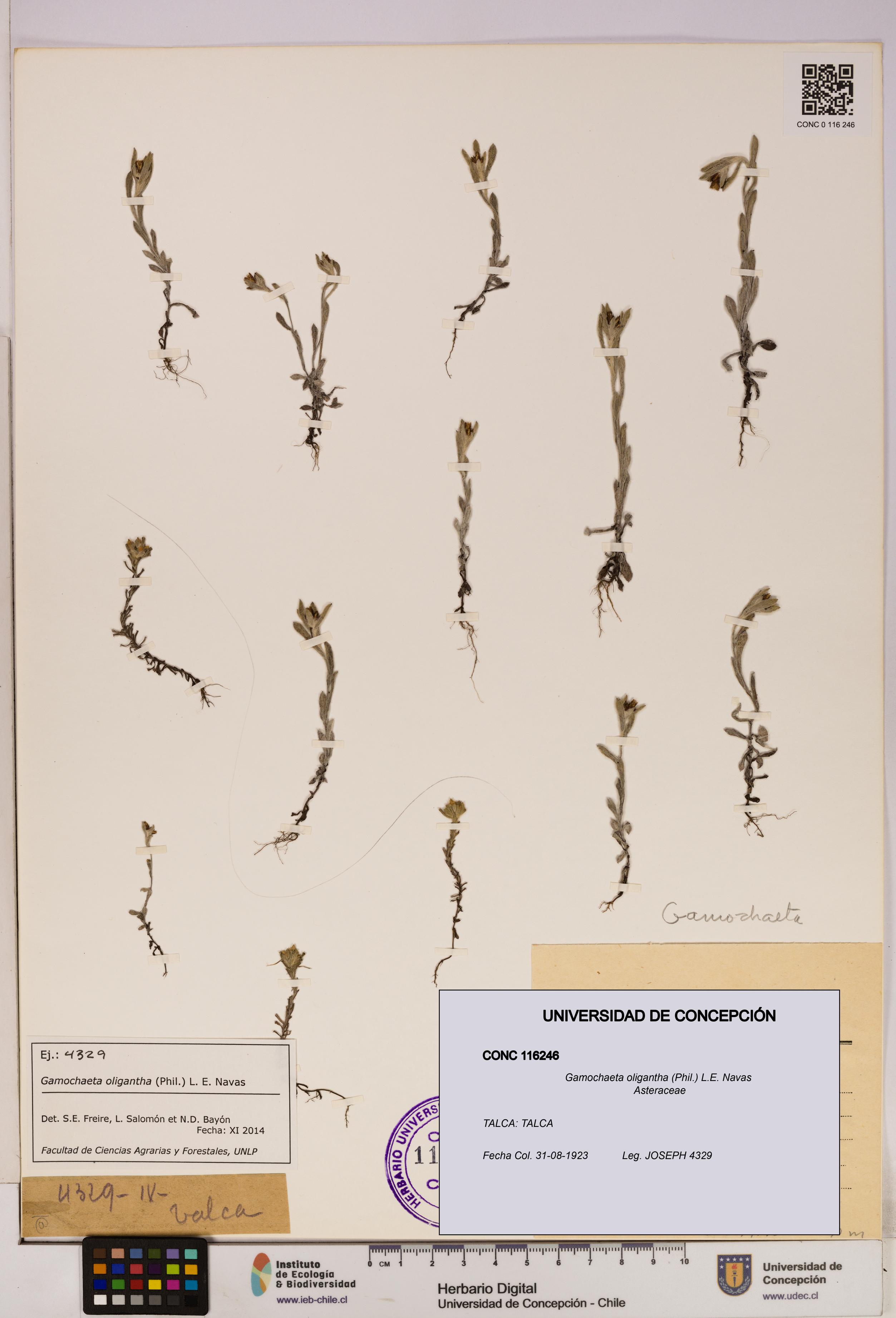 Gamochaeta oligantha [Espécimen: UDEC:CONC:0116246]