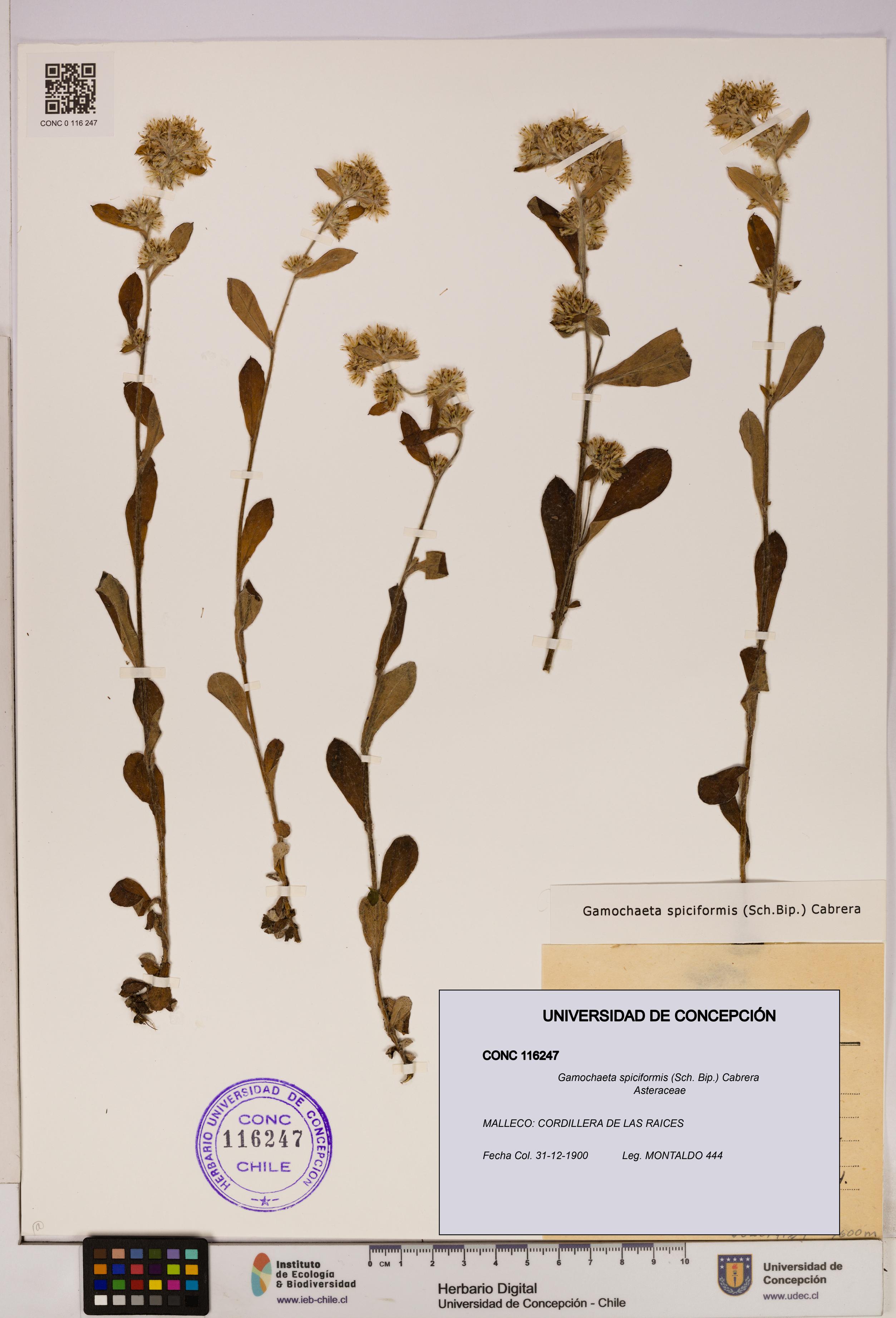 Gamochaeta spiciformis [Espécimen: UDEC:CONC:0116247]
