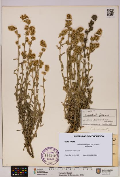 Gamochaeta filaginea [Espécimen: UDEC:CONC:0116249]