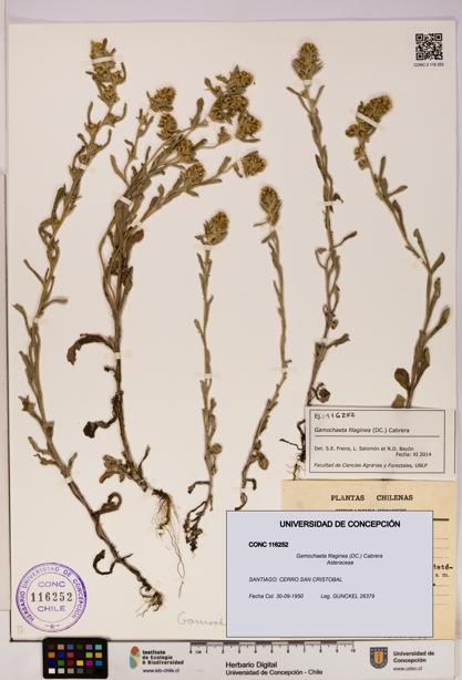 Gamochaeta filaginea [Espécimen: UDEC:CONC:0116252]