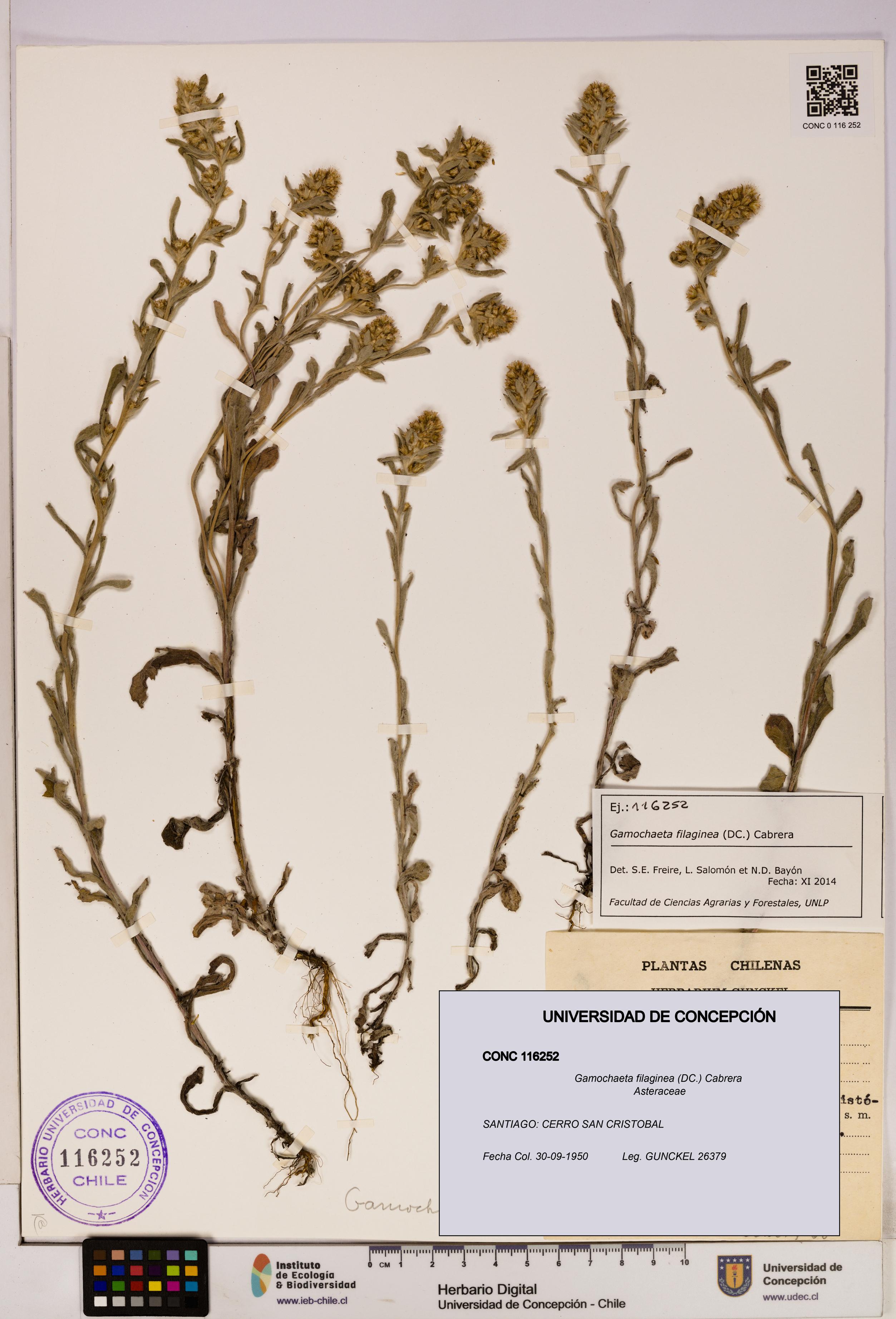 Gamochaeta filaginea [Espécimen: UDEC:CONC:0116252]