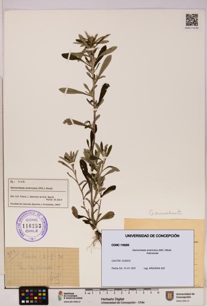 Gamochaeta americana [Espécimen: UDEC:CONC:0116253]