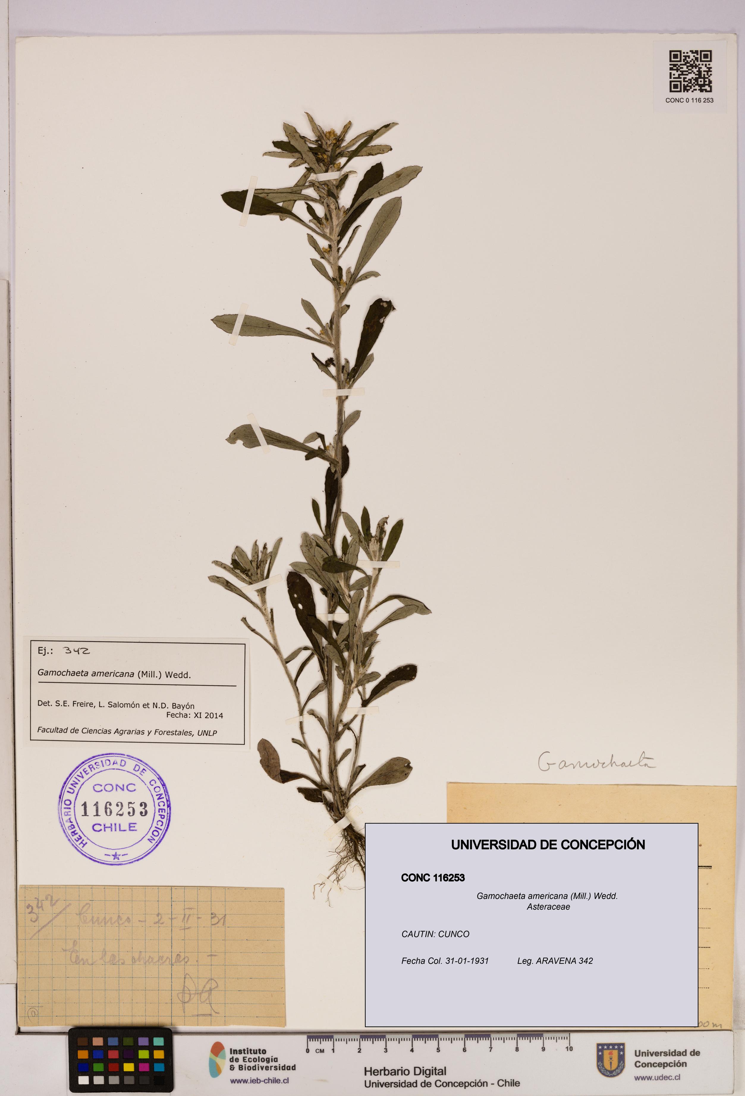 Gamochaeta americana [Espécimen: UDEC:CONC:0116253]