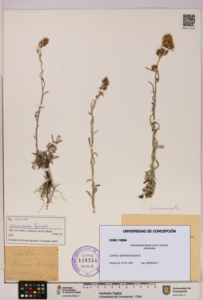Gamochaeta falcata [Espécimen: UDEC:CONC:0116254]
