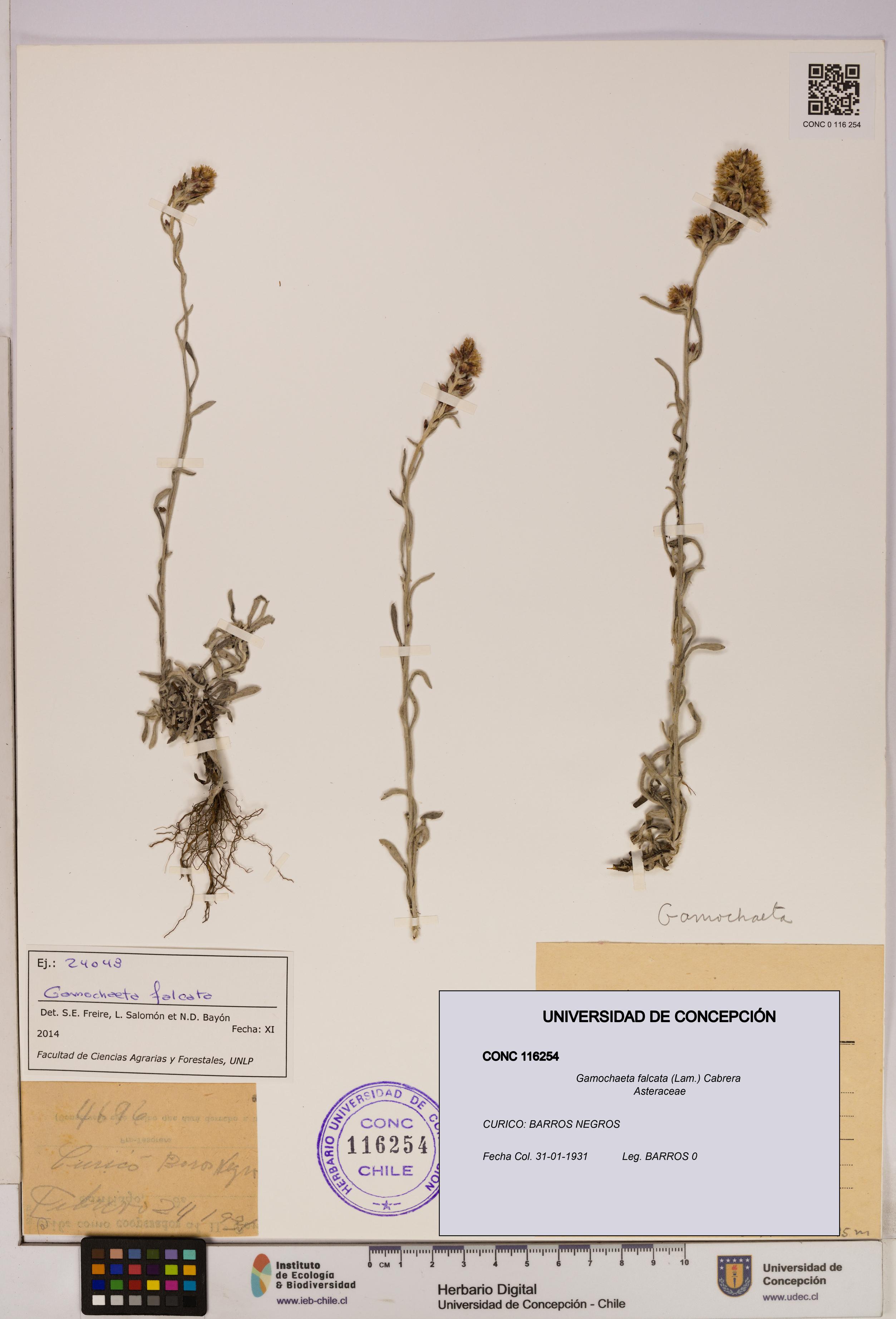 Gamochaeta falcata [Espécimen: UDEC:CONC:0116254]