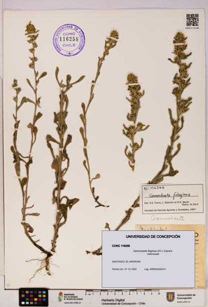 Gamochaeta filaginea [Espécimen: UDEC:CONC:0116258]