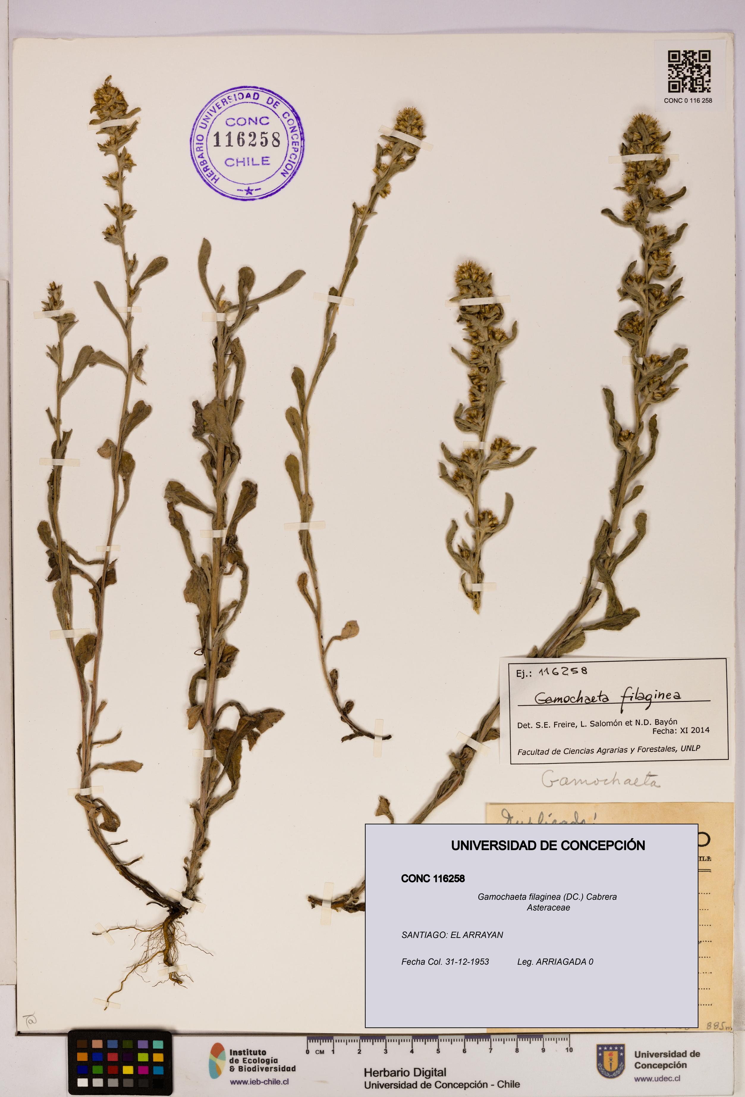 Gamochaeta filaginea [Espécimen: UDEC:CONC:0116258]