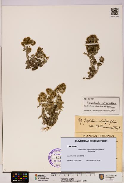 Gamochaeta valparadisea [Espécimen: UDEC:CONC:0116261]