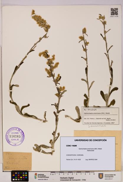 Gamochaeta americana [Espécimen: UDEC:CONC:0116265]