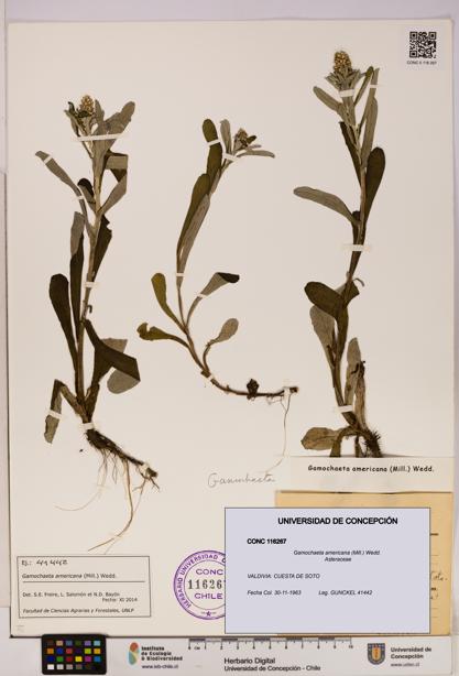 Gamochaeta americana [Espécimen: UDEC:CONC:0116267]