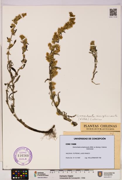 Gamochaeta simplicicaulis [Espécimen: UDEC:CONC:0116269]