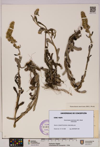 Gamochaeta americana [Espécimen: UDEC:CONC:0116270]