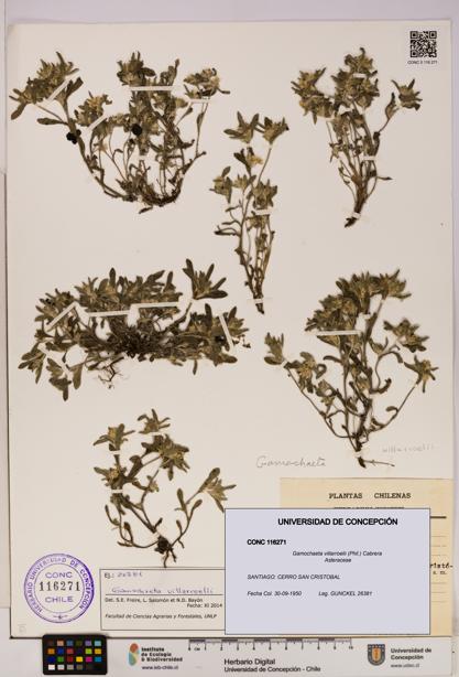 Gamochaeta villarroelii [Espécimen: UDEC:CONC:0116271]