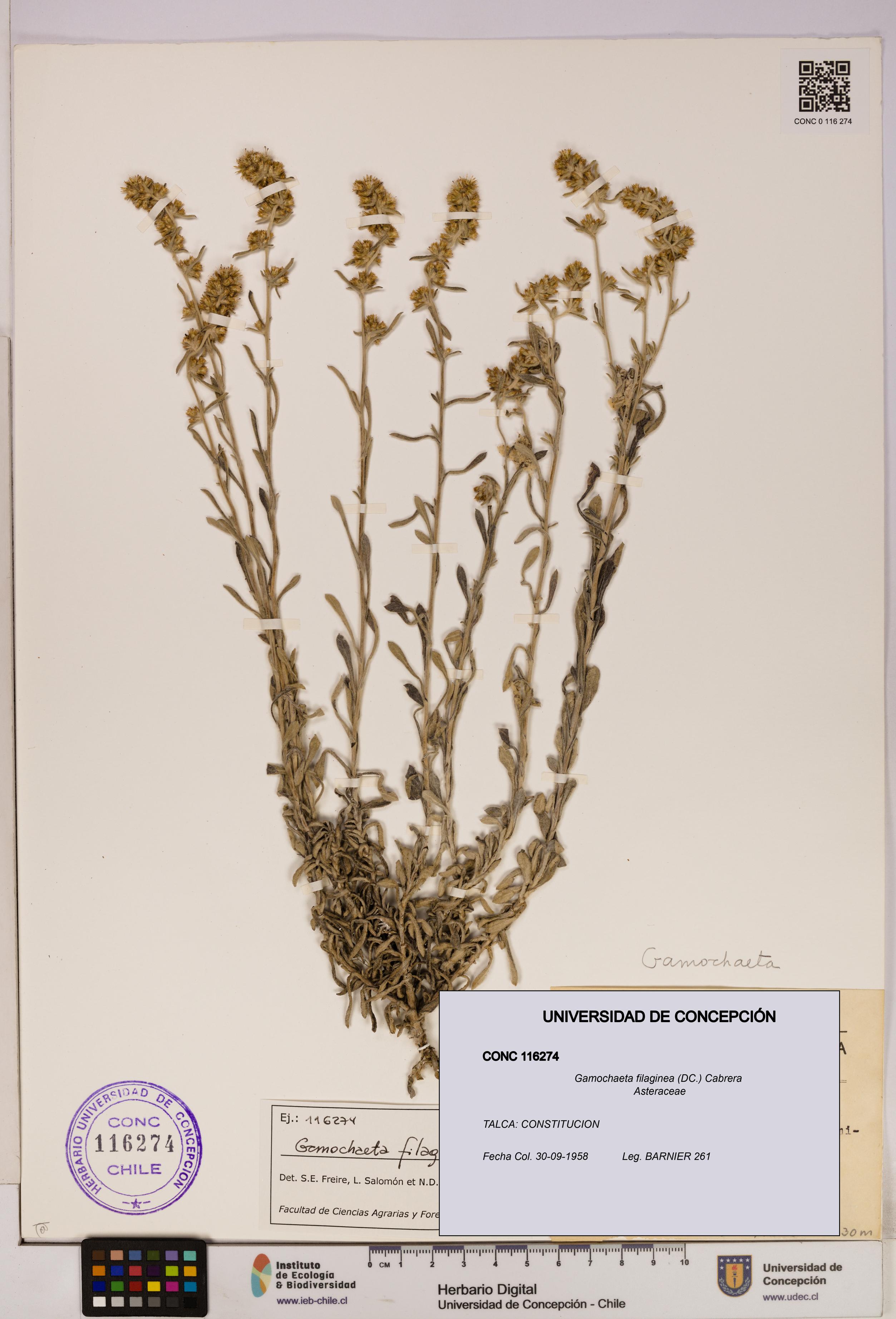 Gamochaeta filaginea [Espécimen: UDEC:CONC:0116274]