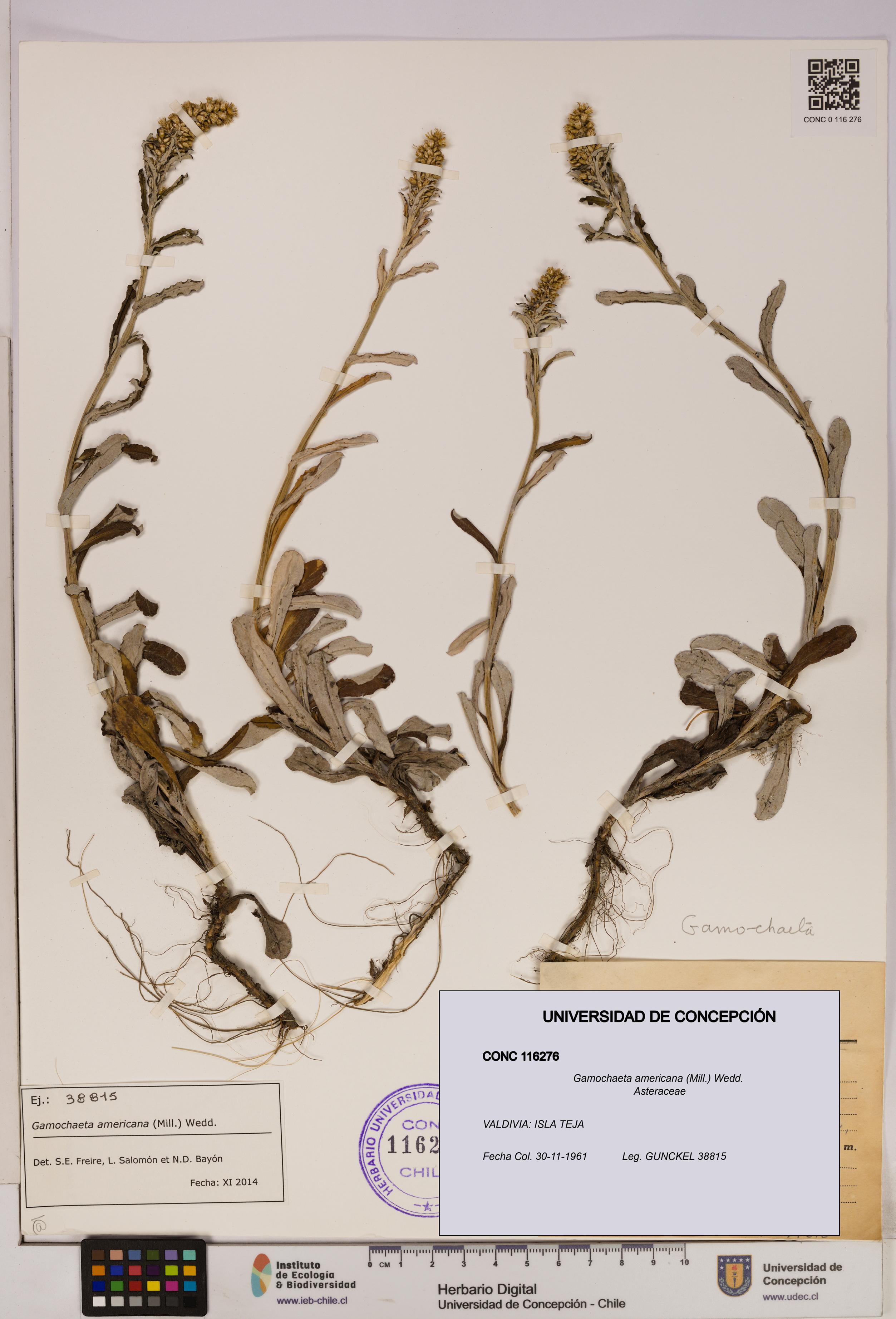 Gamochaeta americana [Espécimen: UDEC:CONC:0116276]