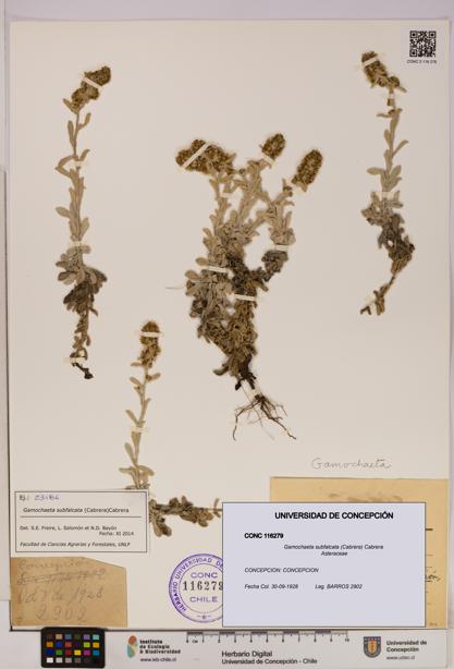 Gamochaeta subfalcata [Espécimen: UDEC:CONC:0116279]