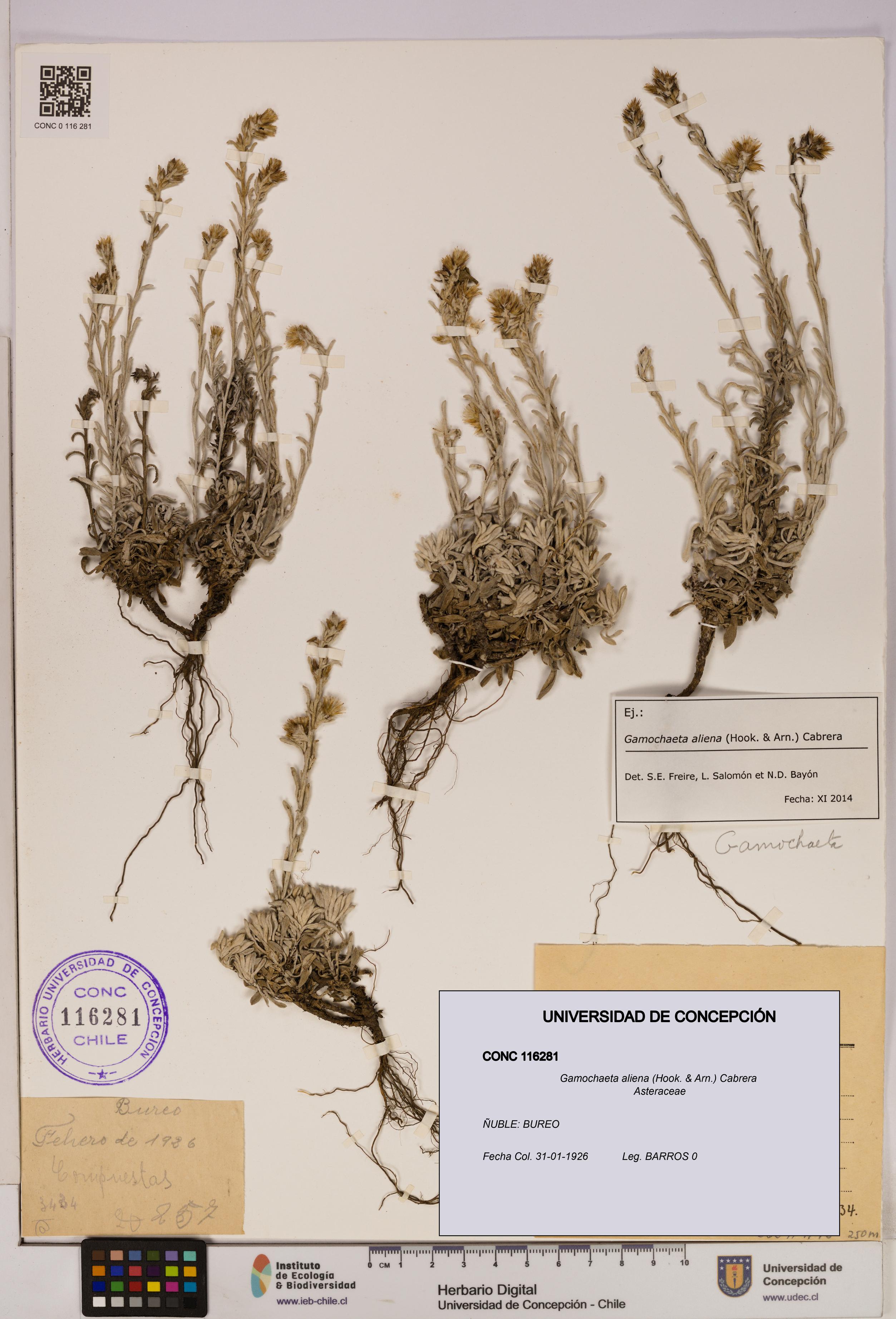 Gamochaeta aliena [Espécimen: UDEC:CONC:0116281]