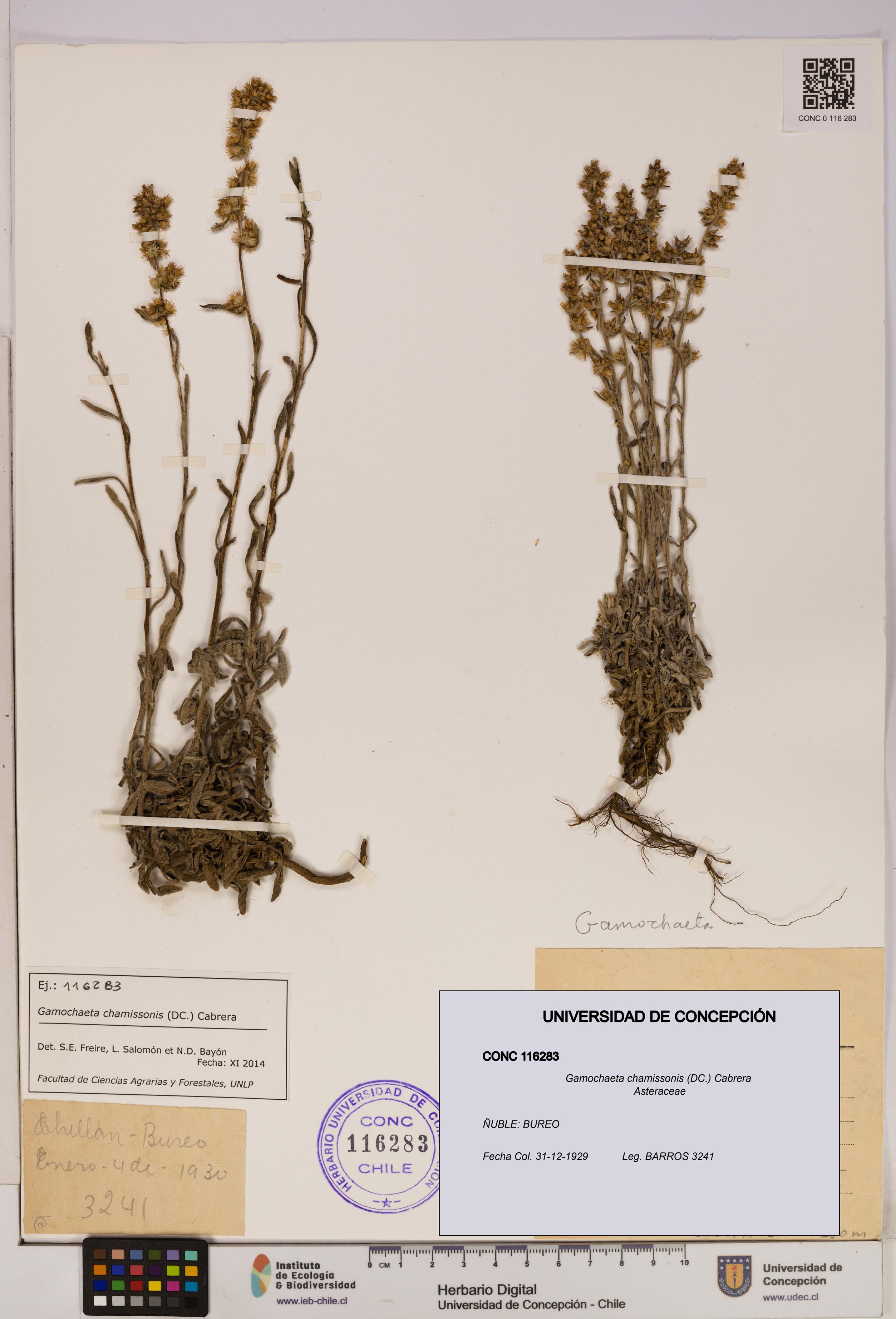 Gamochaeta chamissonis [Espécimen: UDEC:CONC:0116283]