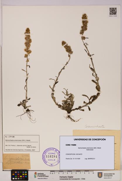 Gamochaeta americana [Espécimen: UDEC:CONC:0116284]