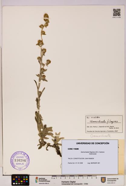 Gamochaeta filaginea [Espécimen: UDEC:CONC:0116286]