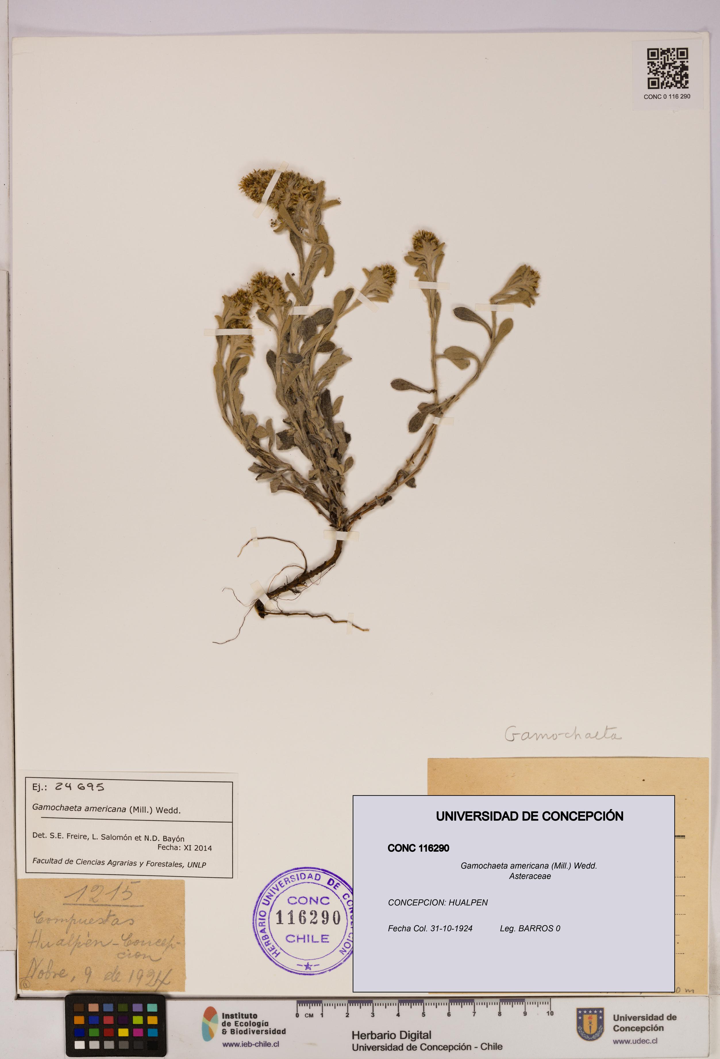 Gamochaeta americana [Espécimen: UDEC:CONC:0116290]