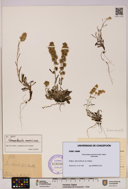 Gamochaeta americana [Espécimen: UDEC:CONC:0116293]