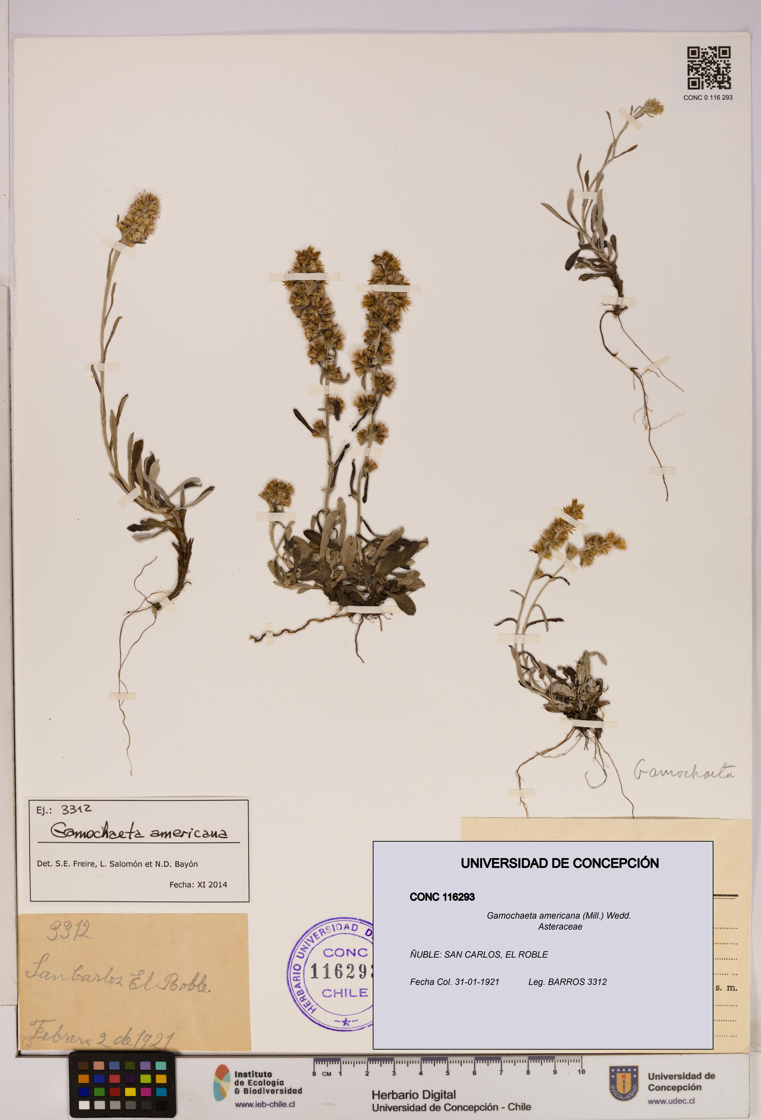 Gamochaeta americana [Espécimen: UDEC:CONC:0116293]