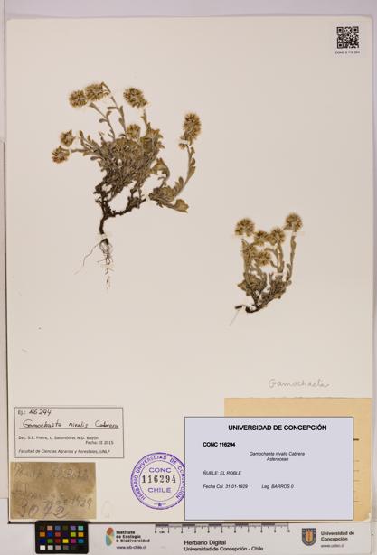 Gamochaeta nivalis [Espécimen: UDEC:CONC:0116294]