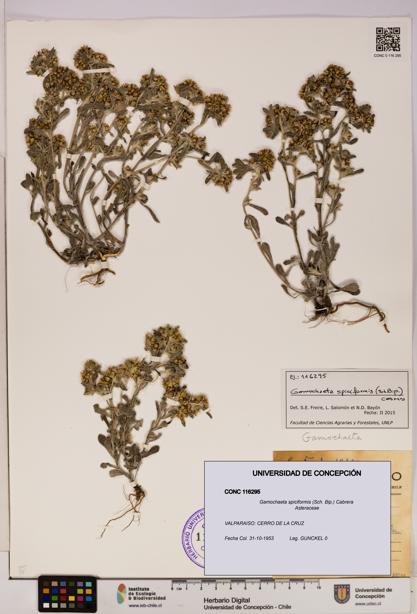 Gamochaeta spiciformis [Espécimen: UDEC:CONC:0116295]
