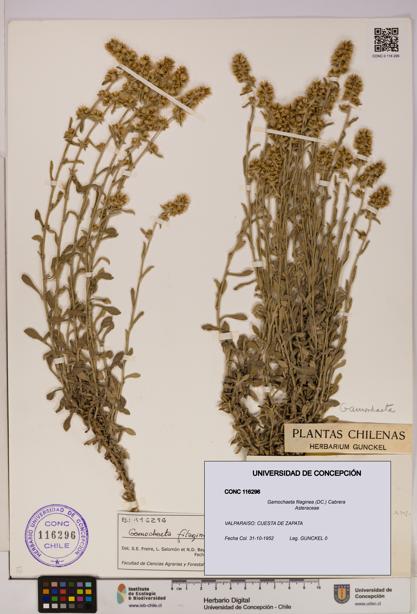 Gamochaeta filaginea [Espécimen: UDEC:CONC:0116296]