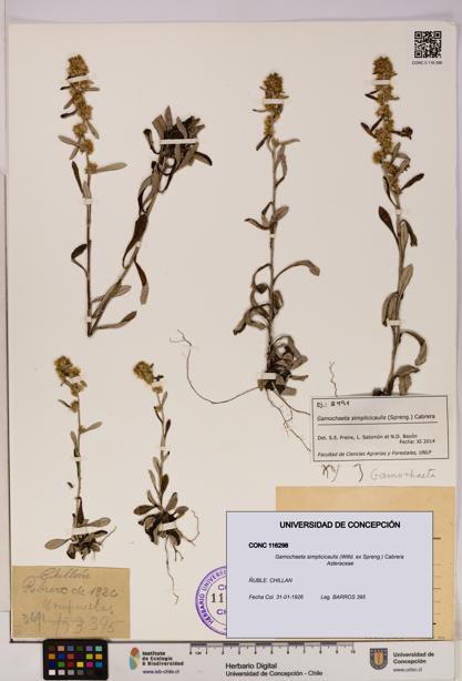 Gamochaeta simplicicaulis [Espécimen: UDEC:CONC:0116298]