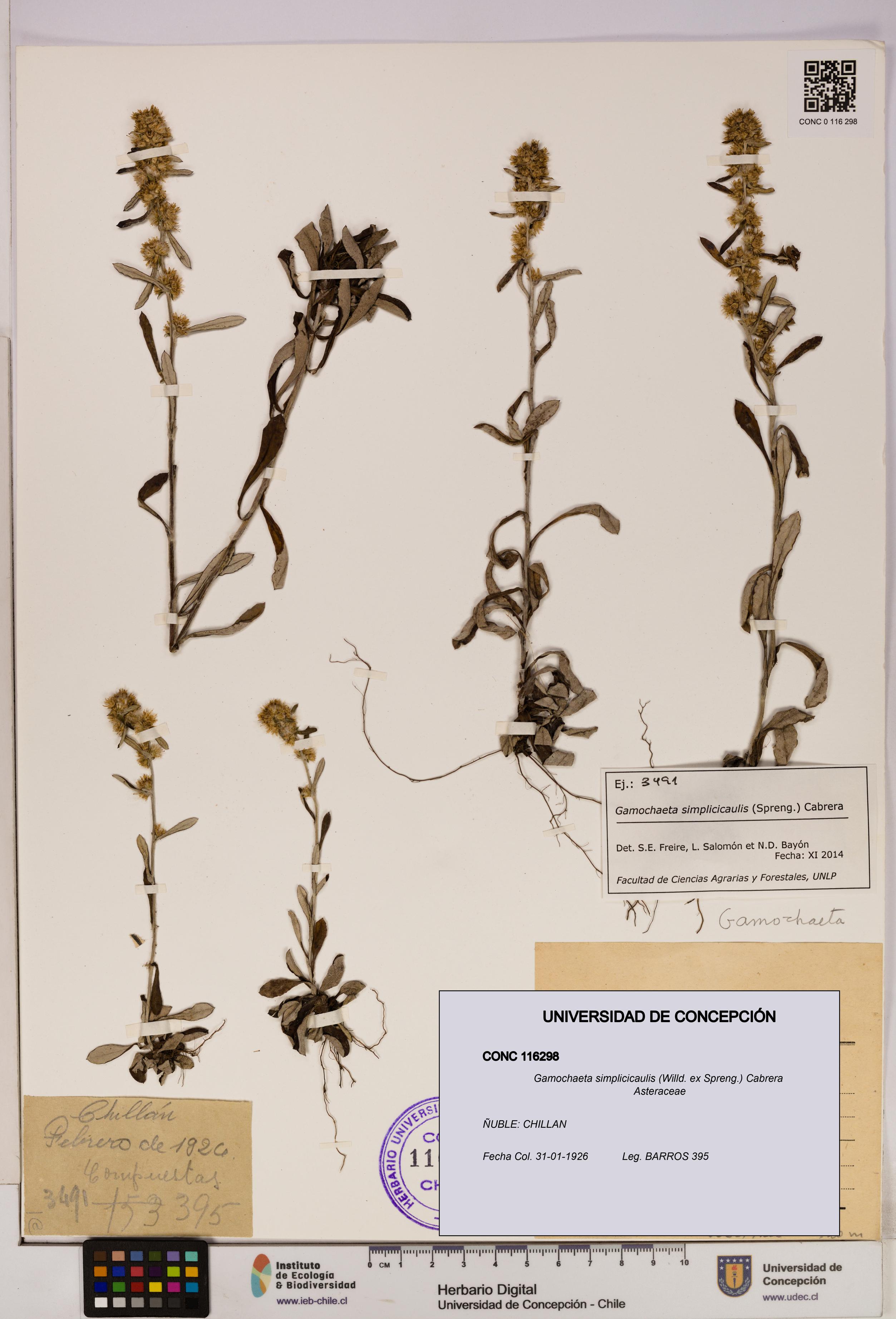 Gamochaeta simplicicaulis [Espécimen: UDEC:CONC:0116298]