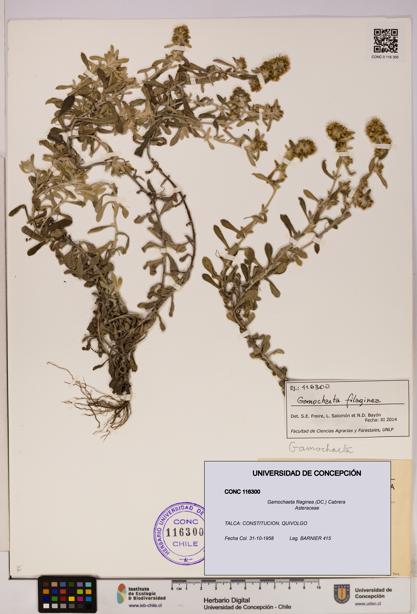 Gamochaeta filaginea [Espécimen: UDEC:CONC:0116300]