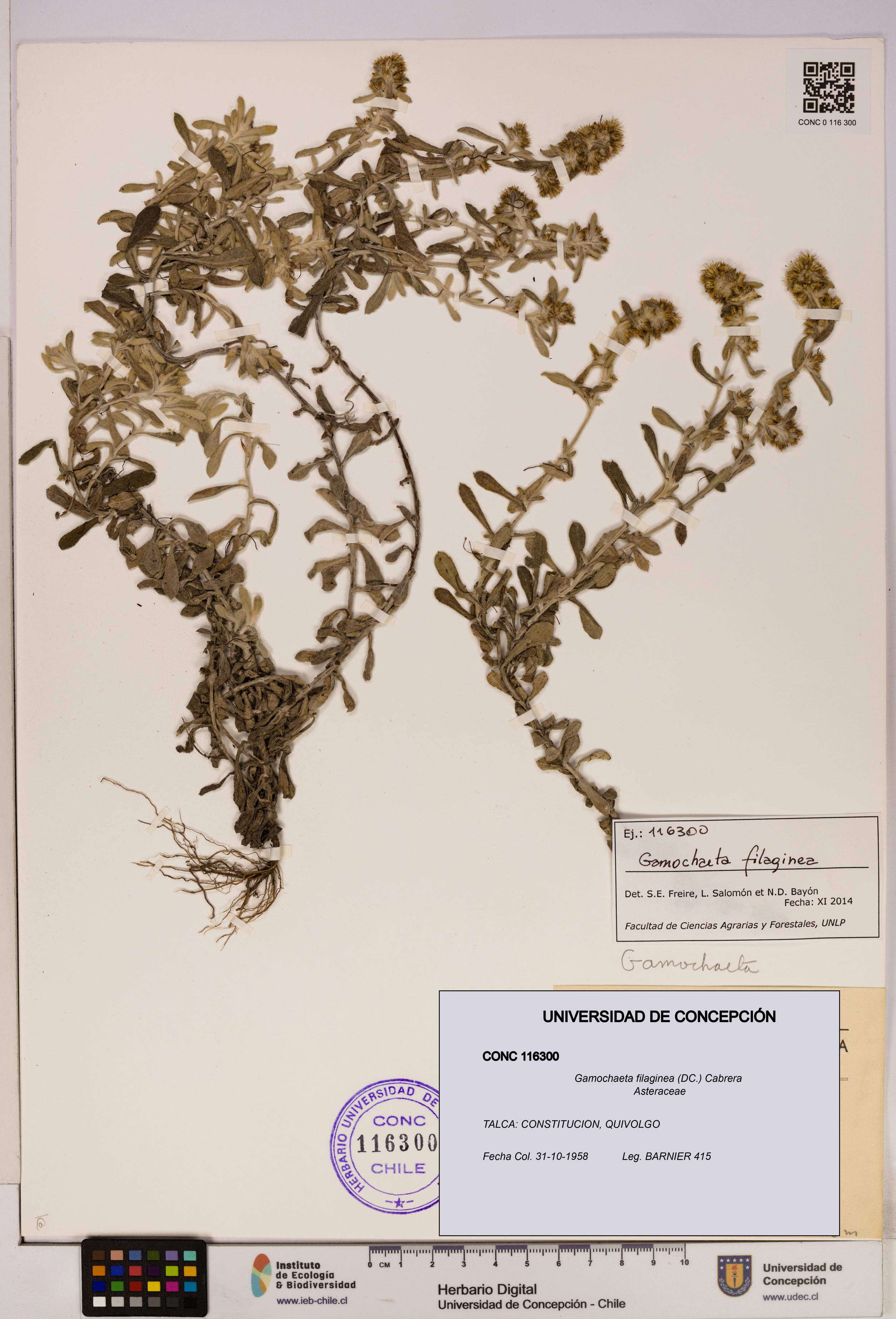 Gamochaeta filaginea [Espécimen: UDEC:CONC:0116300]