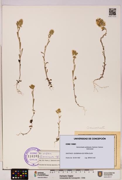 Gamochaeta subfalcata [Espécimen: UDEC:CONC:0116301]